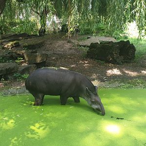 South American tapir
