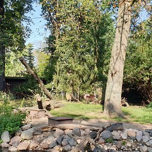 Michie's tufted deer