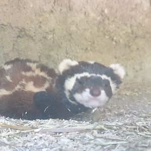 Marbled polecat
