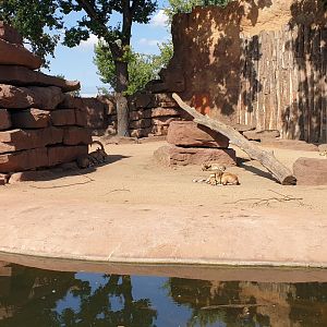 Nubian Ibex, Gelada, Common rock hyrax enclosure