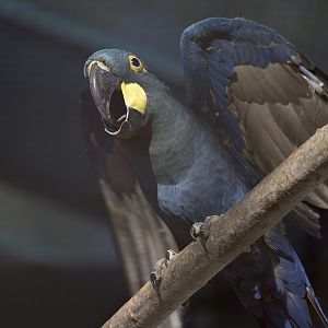 Lear's macaw