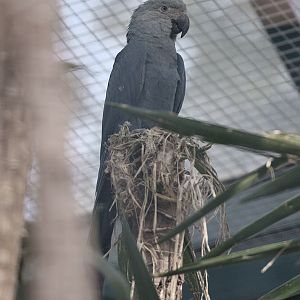Spix's macaw