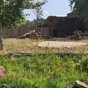 Lesser Kudu enclosure