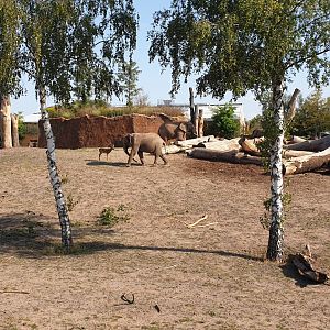 African Elephant, Impala, Africambo