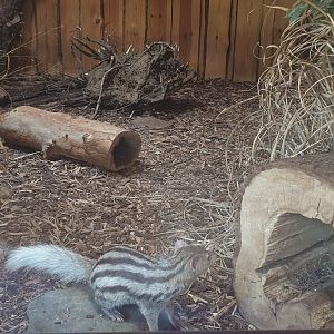 Grandidier's Vontsira