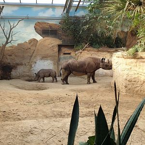 Black Rhino House