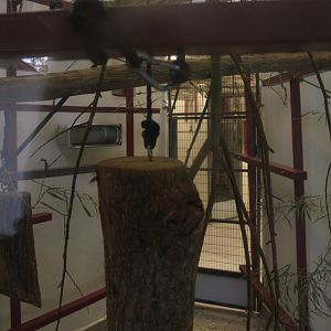 One of the indoor-enclosures Bolivian squirrel monkey's