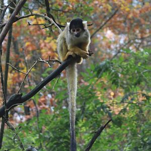 Bolivian squirrel monkey