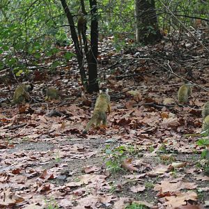 ( Small ) part of the squirrel monkey group