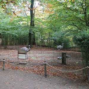 Darwin rhea enclosure