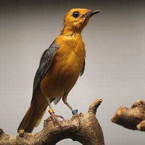 Red-capped robin-chat - Cossypha natalensis