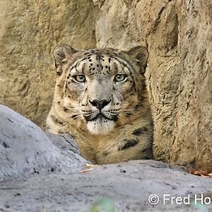 male snow leopard portrait