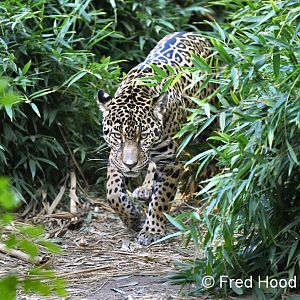 female jaguar stalking