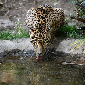 female jaguar drinking