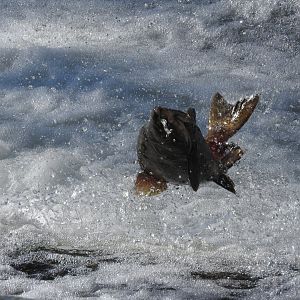 Fall run Chinook Salmon