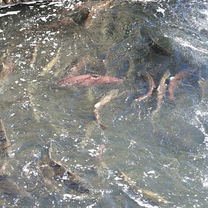Fall run Chinook Salmon below barrier