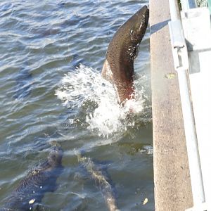 Fall run Chinook Salmon