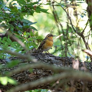 Varied Thrush- Ixoreus naevius