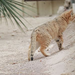 Sandcat