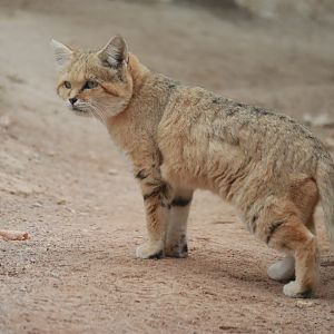 Sandcat