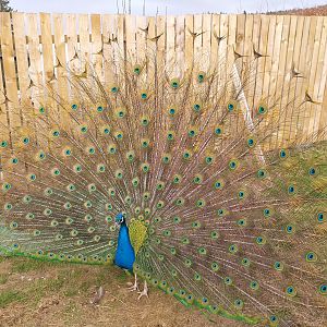 Indian peafowl (Pavo cristatus) displaying