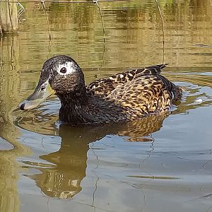 Laysan teal (Anas laysanesis)
