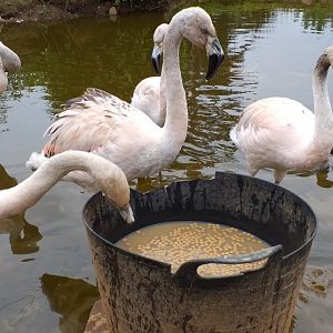 Young Chilean flamingalings