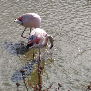 Young Chilean flamingo feeding