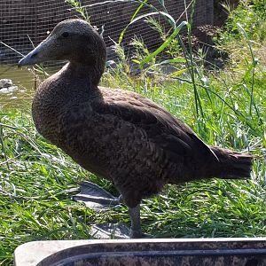 Eileen the friendly eider