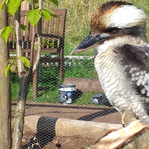 Laughing kookaburra in new aviary