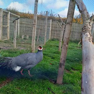 Female blue-eared pheasant in temporary aviary