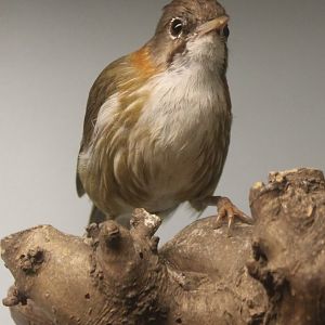Whiskered yuhina - Yuhina flavicollis