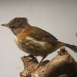 Whiskered yuhina - Yuhina flavicollis