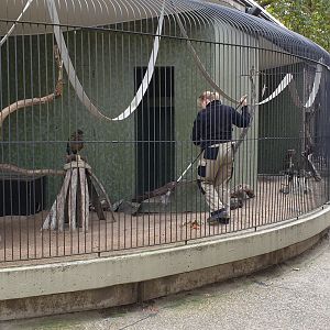 Kea and owl aviaries