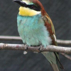 European bee-eater