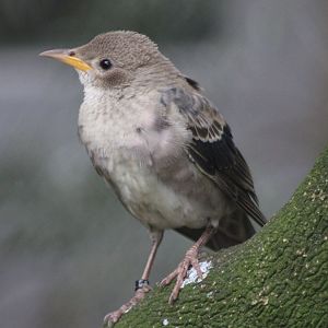 Juvenile Rose-coloured starling
