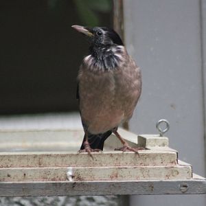 Adult Rose-coloured starling