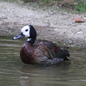 White-faced whistling duck