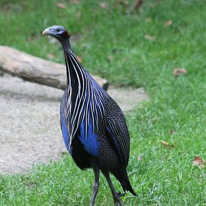 Vulturine guineafowl