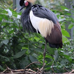 Black crowned crane