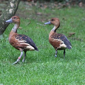 Fulvous whistling ducks