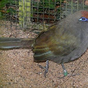 Coua reynaudii / Red-fronted coua at Zoo Wuppertal