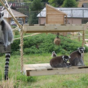 Ring-tailed lemurs