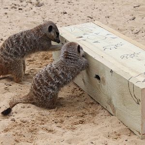 Meerkats