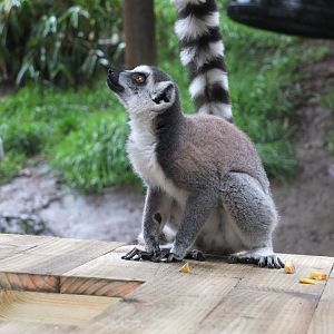 Ring-tailed lemurs