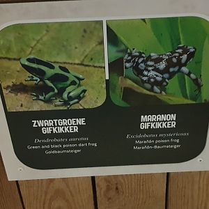 Dart frog signs