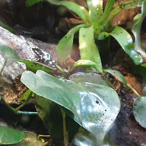 Golden dart frog - Dendrobates auratus