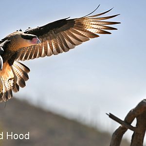crested caracara (raptor free flight)