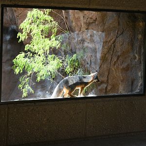 gray fox exhibit