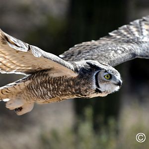 great horned owl (raptor free flight)